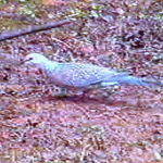 Spotted Dove