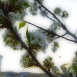 Spring Blossoms