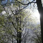 Spring leafing