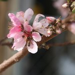 Spring Time Again