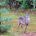 Spring Visitor
