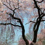 Springtime Wonder