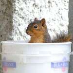 I like sunflower seeds
