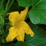 Squash Blossom