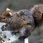 Squirrel - Sweet Success