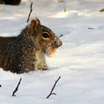 Squirrel with Treasure
