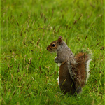 Squirrel