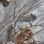 Squirrel