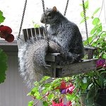 Squirrel