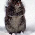 Squirrel