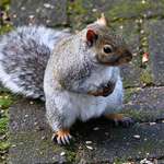Squirrel with Boxing Gloves