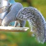 Comical View of Squirrel