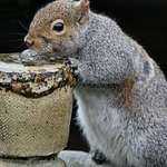 Squirrel Drinking at fountain