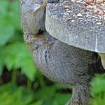 Squirrel  "Hangin' On"