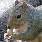 Grey Squirrel's Long Claws & Acorn closeup