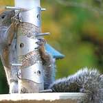 Squirrel  "hanging on for dear life"