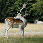 Rubber-necking