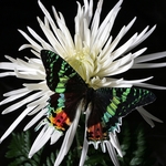 Staged Butterfly