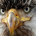 stare
