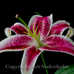 Stargazer Lily 2