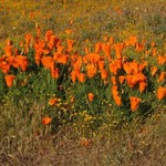 California State Flower