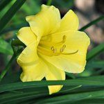 Stella Dora Lily