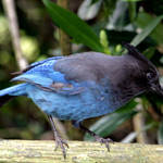 Stellars Jay