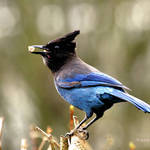 Stellars Jay (Blue Jay to some)-throat bulging with peanuts : )