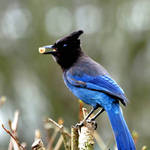 Stellars Jay, peanuts in beak