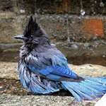 Stellers Jay Bathing