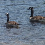 Canada Geese