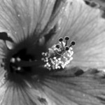 still flower