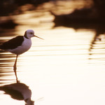 Black-winged Stilt