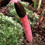 Dog Stinkhorn