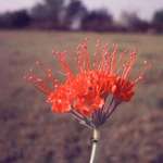 Wild Flower