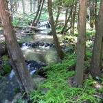 Northern Michigan Stream