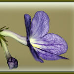 Streptocarpus
