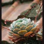 Succulent