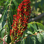 Sumac Berries