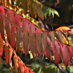 Sumac