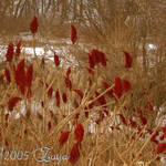 Sumac in winter
