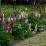 Summer Colour