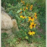 Summer flowers