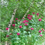Summer flowers