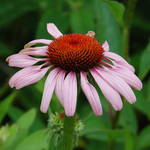 Summer Pink