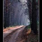 Morning in a forest