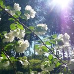Sun Dream