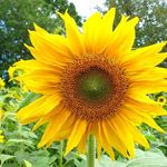 Sun flower