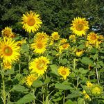 Sun flowers