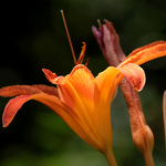 Sun Kissed Day Lily